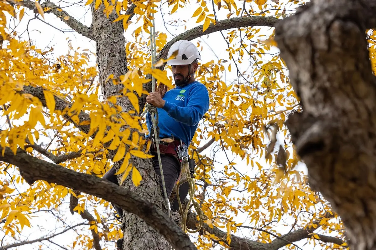 Skilled Tree Transplanting crew working in Lancaster